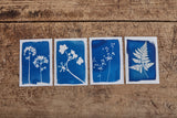Cyanotype Kit