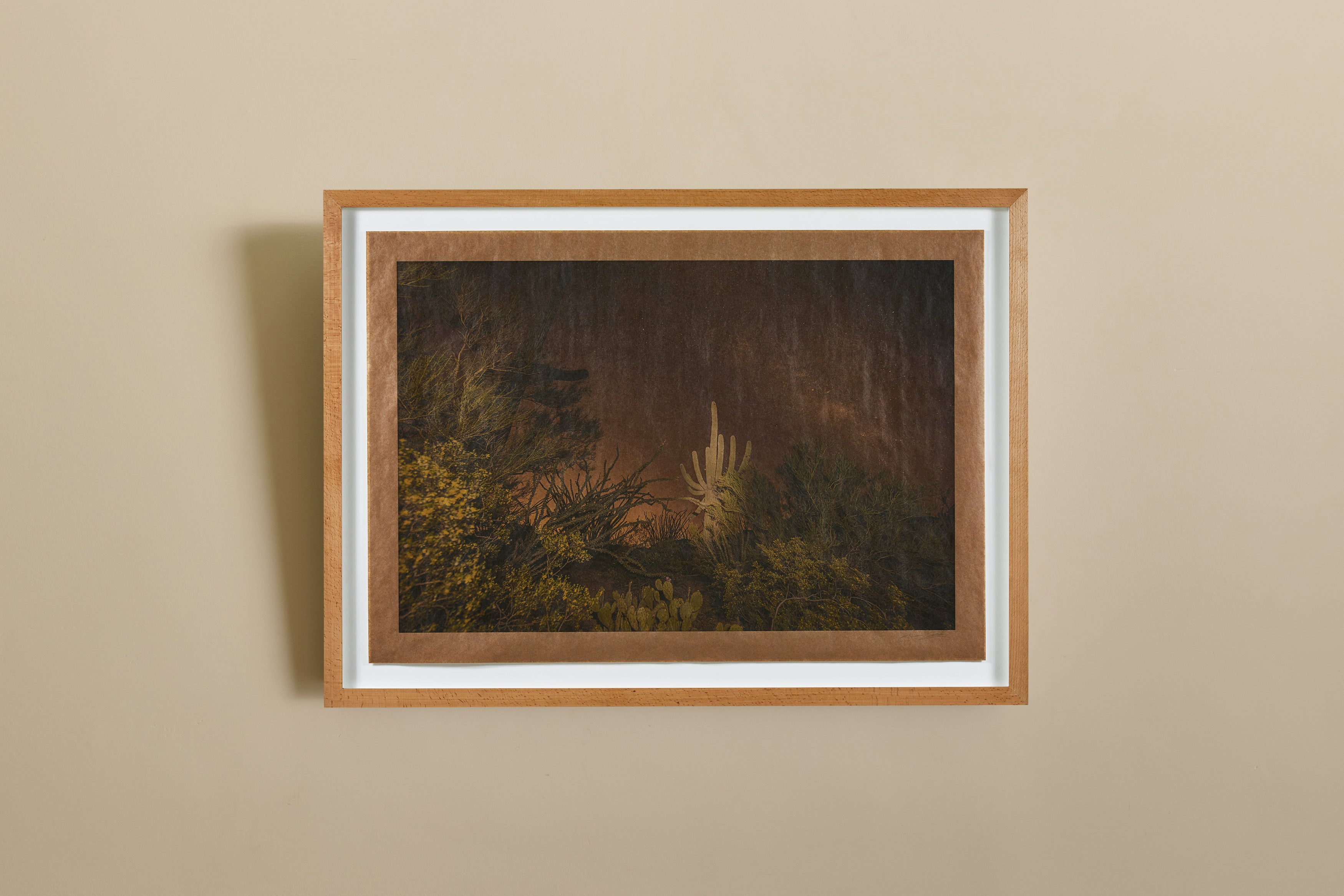 Calliope Hummingbird Song, Saguaro National Park Arizona