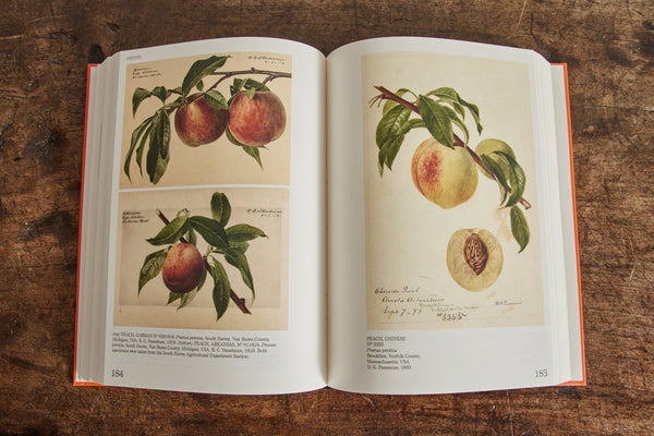 An Illustrated Catalog of American Fruits & Nuts - Nickey Kehoe