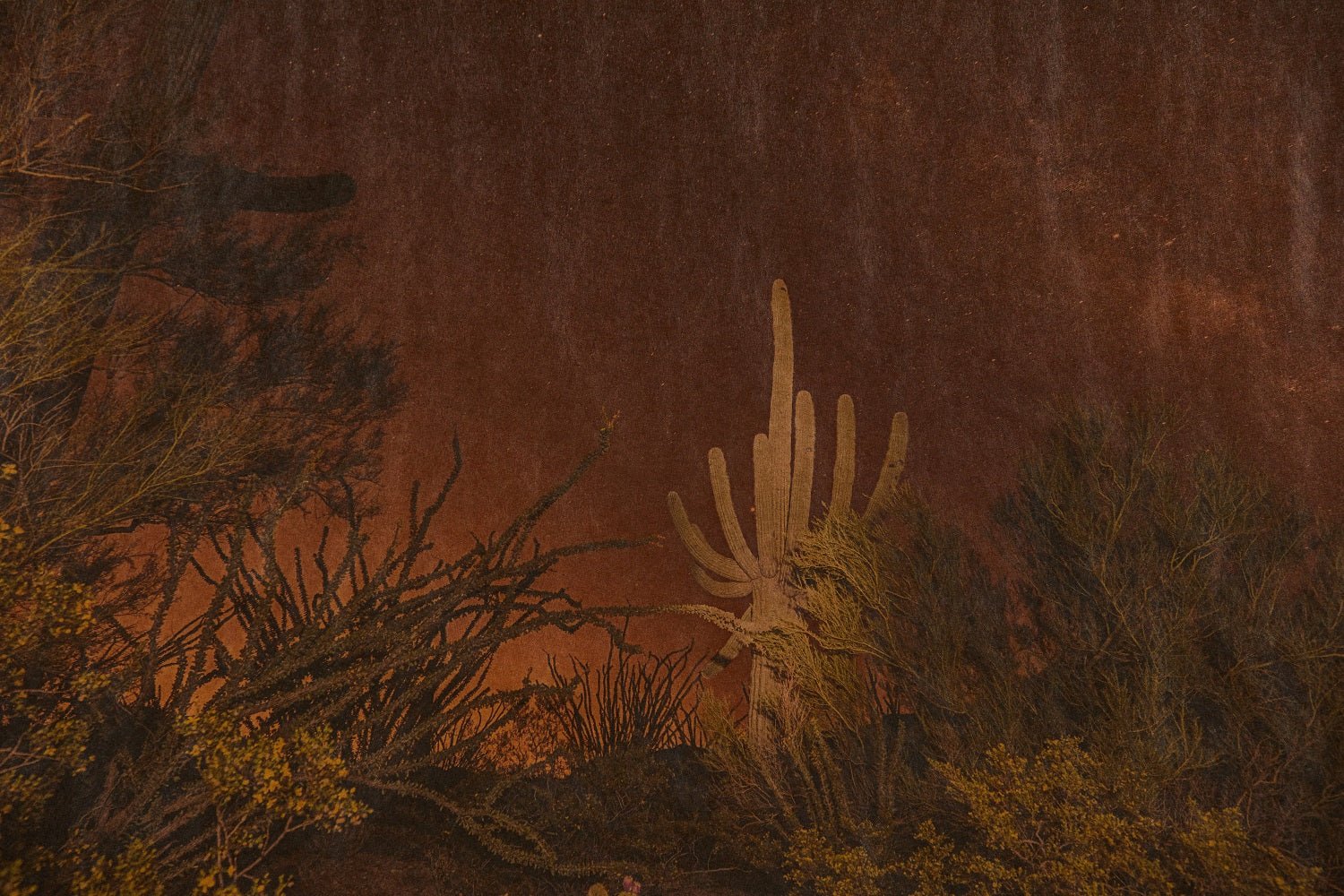 Joslyn Lawrence, Calliope Hummingbird Song, Saguaro National Park Arizona - Nickey Kehoe