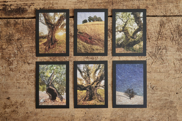 Joslyn Lawrence, Oak Tree Altar Cards - Nickey Kehoe