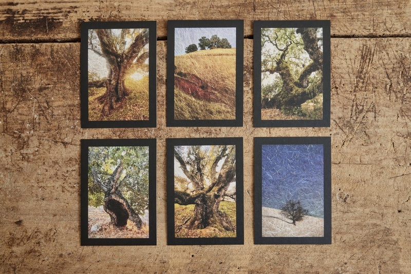 Joslyn Lawrence, Oak Tree Altar Cards - Nickey Kehoe