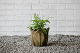 Clematis Planter