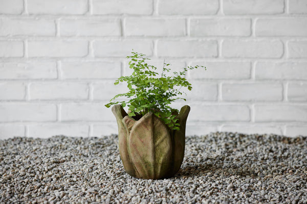 Clematis Planter