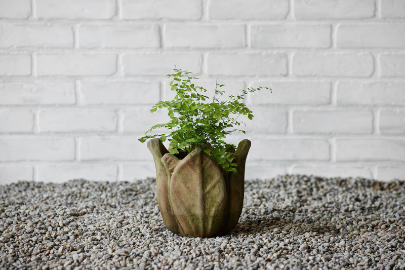 Clematis Planter