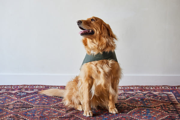Stutterheim, Dog Raincoat (Multiple Sizes)